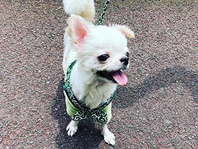 ママ手作りの服でお散歩　チワワの「うたまろ」はいつも笑顔