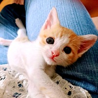 子猫時代のきなこちゃん_膝上でくつろぐように癒し（画像提供：きなこさん）