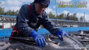 フカヒレの天日干し作業が最盛期　宮城・気仙沼市