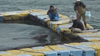 いけすの中に入り無事に保護されたバンドウイルカ　8日