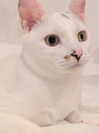 一目で異変が分かるほどの瞳孔不同だった