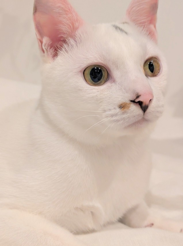 一目で異変が分かるほどの瞳孔不同だった