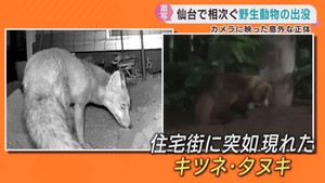 クマだけではない　仙台市の住宅街でキツネやタヌキを目撃