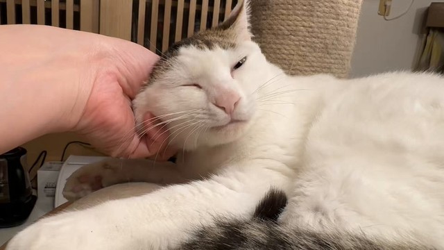 本来の甘えん坊に戻してくれた保護団体さんに対して、「りっちゃんを一生幸せにする事で恩返ししていきたい」と投稿していた水戸さん（動画からキャプチャー／提供：コンドリア水戸さん）