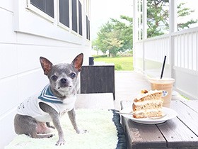 青い毛色がご自慢の美ら犬　チワワの「ちゅら」