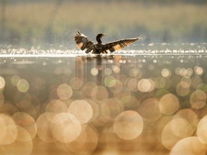現実主義の私は夢をもてなかった。でも今までの夢はこれからの趣味に