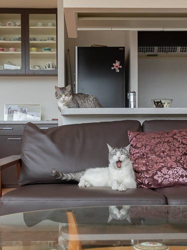 マンチカンの「こうさく」（上）とサバトラ白の「銀次郎」（下）