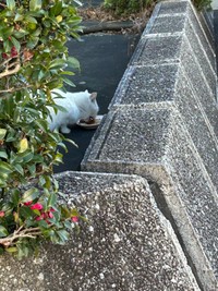 「ここで餌やるな」とアチコチで言われ餌やりさんとシロちゃんは右往左往していた（「春日井さくら猫の会」さん提供）