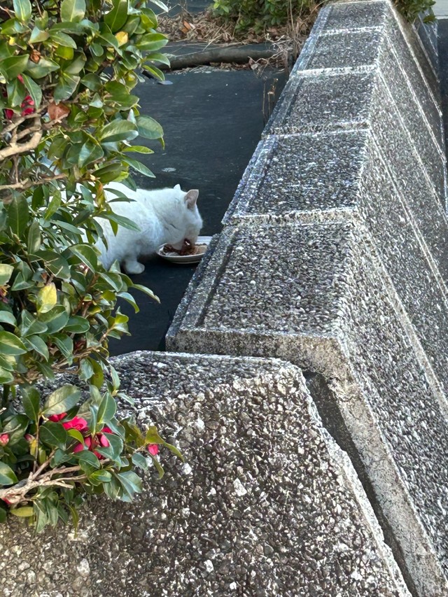 「ここで餌やるな」とアチコチで言われ餌やりさんとシロちゃんは右往左往していた（「春日井さくら猫の会」さん提供）