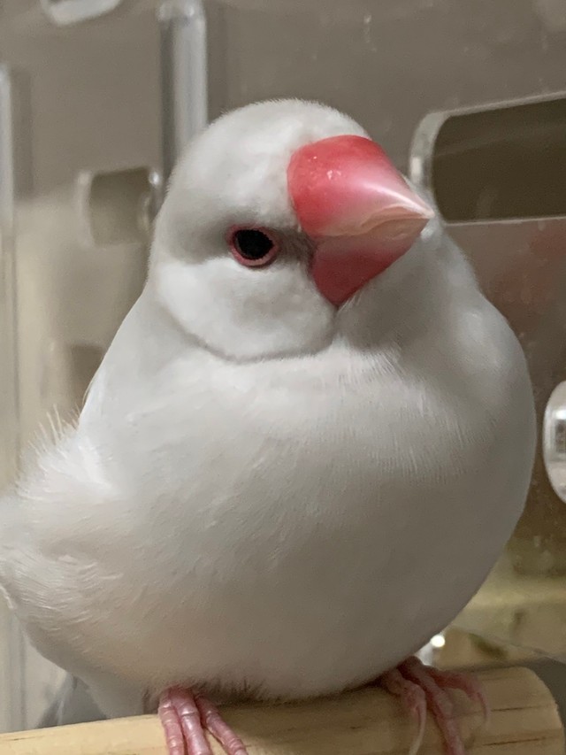 フリーダムなシルバー文鳥、銀ちゃん（提供：ぴーちゃんさん）