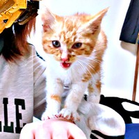 生後2カ月、手の甲の上にちょこんと乗る縁くん（画像提供：【かんざき屋】じゃきちゃんさん）