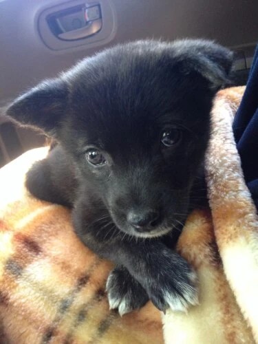 家にきたころの「はな」