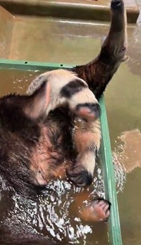 大きく足をあげて…（よこはま動物園ズーラシア公式Xより）
