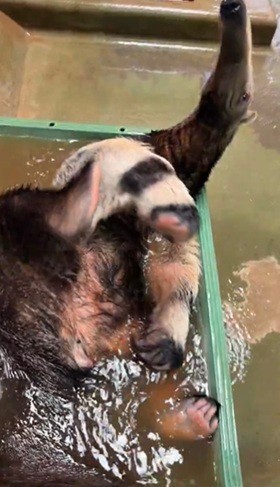 大きく足をあげて…（よこはま動物園ズーラシア公式Xより）