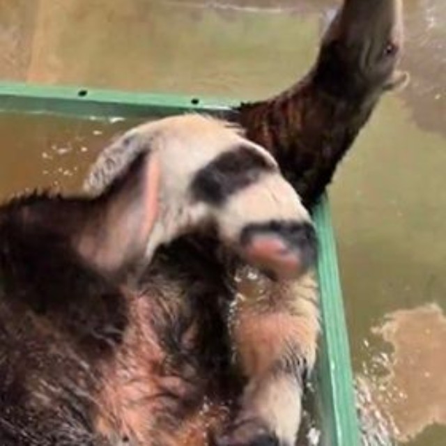 大きく足をあげて…（よこはま動物園ズーラシア公式Xより）