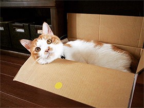 放牧タイムを満喫中　とぼけた顔のミックス猫「ヒコ」