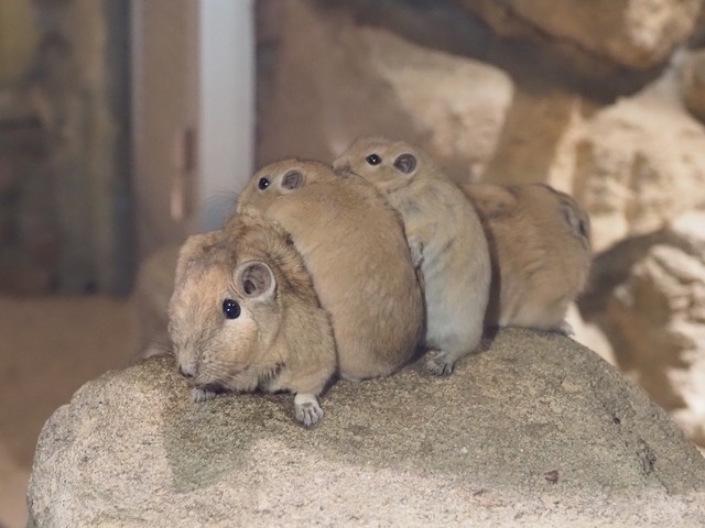重なり合う姿はお互いのにおいを認識し合うための行動（提供：足立区生物園さん）