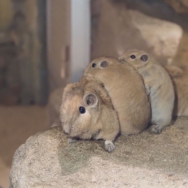 重なり合う姿はお互いのにおいを認識し合うための行動（提供：足立区生物園さん）