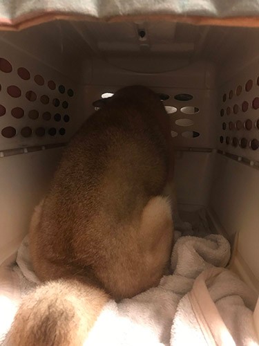 後ろ向いちゃって。いじけたい日もあるようです