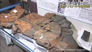 国内最大級のアンモナイトの化石を展示　東北大学総合学術博物館