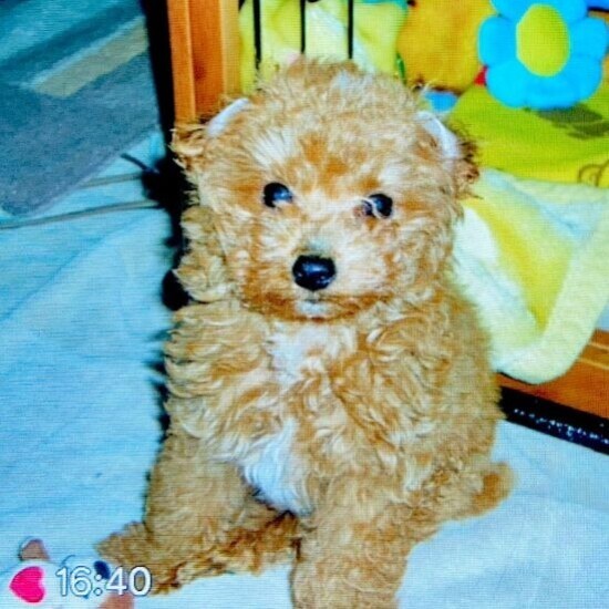 家にきたころの「レオ」