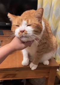 グルーミングをしてもらって気持ち良かっただけです･･･（コンドリア水戸さん提供、Twitterよりキャプチャ撮影）