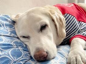 毎日がスペシャルで楽しい！　ラブラドール・レトリーバ―「あずき」との暮らし　