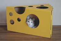 新しいチーズのおうち（？）を貰ったニャ！（画像提供／ほたてさん）