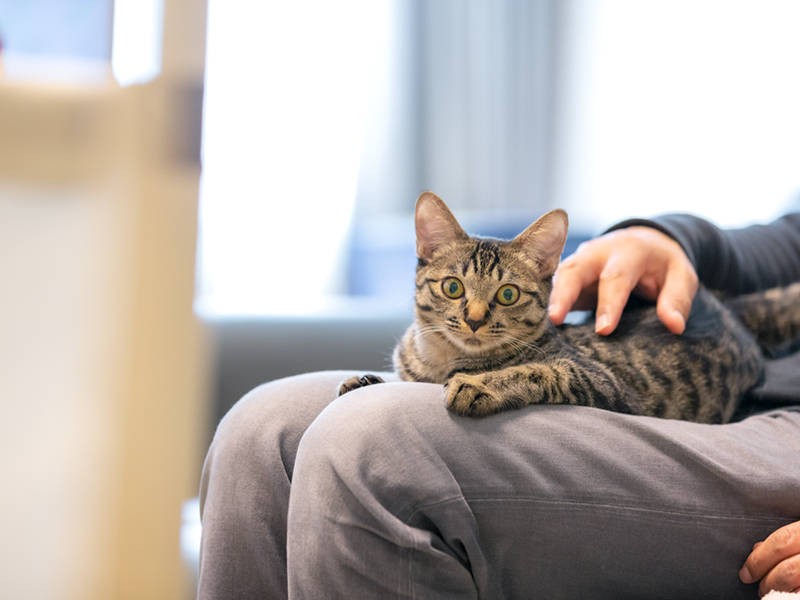 エル大活躍の後、ご主人の膝の上へ