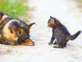 改正動物愛護法　改正のポイントと、これからの課題