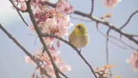 一足早い春の訪れ　丸亀市の寺で「讃岐寒桜」が見頃　香川