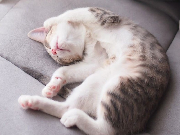 警戒心のかけらもなく、くつろぐいちごちゃん