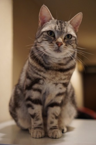 同じ話を何度も聞いて、猫クイズの答を覚えたかも？