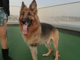 断脚後、力強く歩き始めた引退ドナー犬　甘えん坊から「３本脚のスーパーヒーロー」に