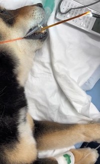 竹串を鉗子で引っ張り出すことができた