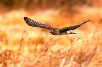 チュウヒ　提供：日本野鳥の会 岡山県支部