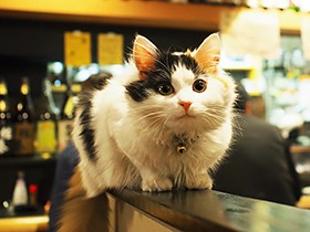 猫好きおじさんが集うバル　アイドルは元ノラ「チーちゃん」