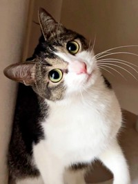 あざとかわいすぎる！ 小首をかしげる睦月さん（画像提供：かわいい睦月さんとくるみさん）