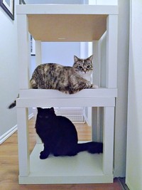 同居猫と仲良く過ごすルーチちゃん（上）、ボンちゃん（下）（画像提供：原田さん）