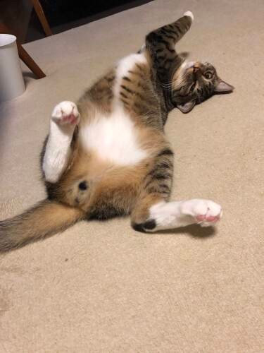 ひねりへそ天でウインクもサービスするパリ之進くん（ヤソパリママさん提供）