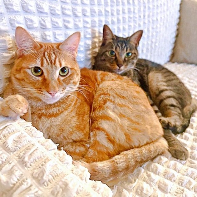 ケンカもするけれど仲の良い（手前から）ディオくん、シャオリーちゃん（画像提供：ごんねこさん）