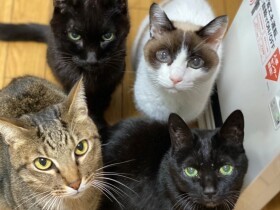 飼い主が余命宣告、残される猫たちを守りたい　クラウドファンディングに挑戦中