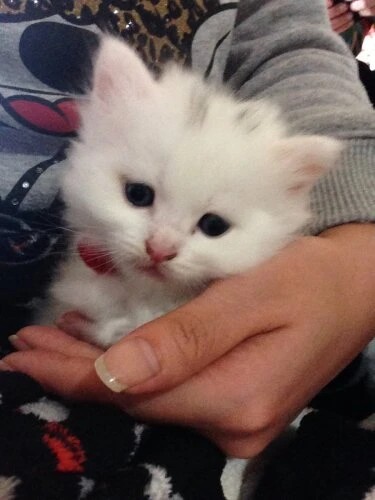 家にきたころの「マロニー」