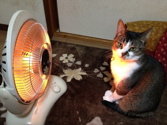 ハロゲンヒーターでポカポカする時間が好きだった