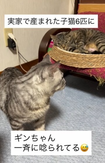 後ろのキジトラちゃんは、子猫たちのママ（shihoさん提供、Instagramよりキャプチャ撮影）