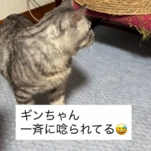 後ろのキジトラちゃんは、子猫たちのママ（shihoさん提供、Instagramよりキャプチャ撮影）