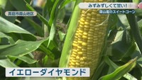 イエローダイヤモンド