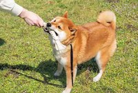 「そのワンコが今何を訴えているか」を日本犬専門書に学びます