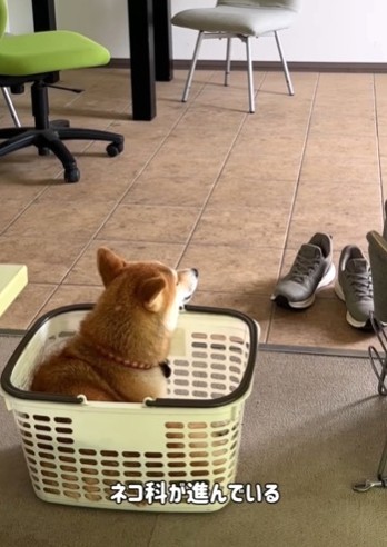 カゴに入っている姿が猫みたい（飼い主さん提供、Instagramよりキャプチャ撮影）