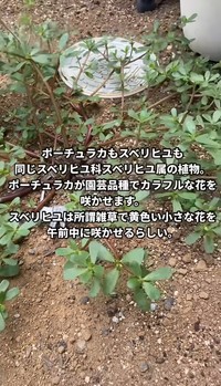 ポーチュラカとスベリヒユについて／はこさん（@hakogarden）提供